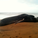 Un cachalote varado en una playa de Zarautz en 2011